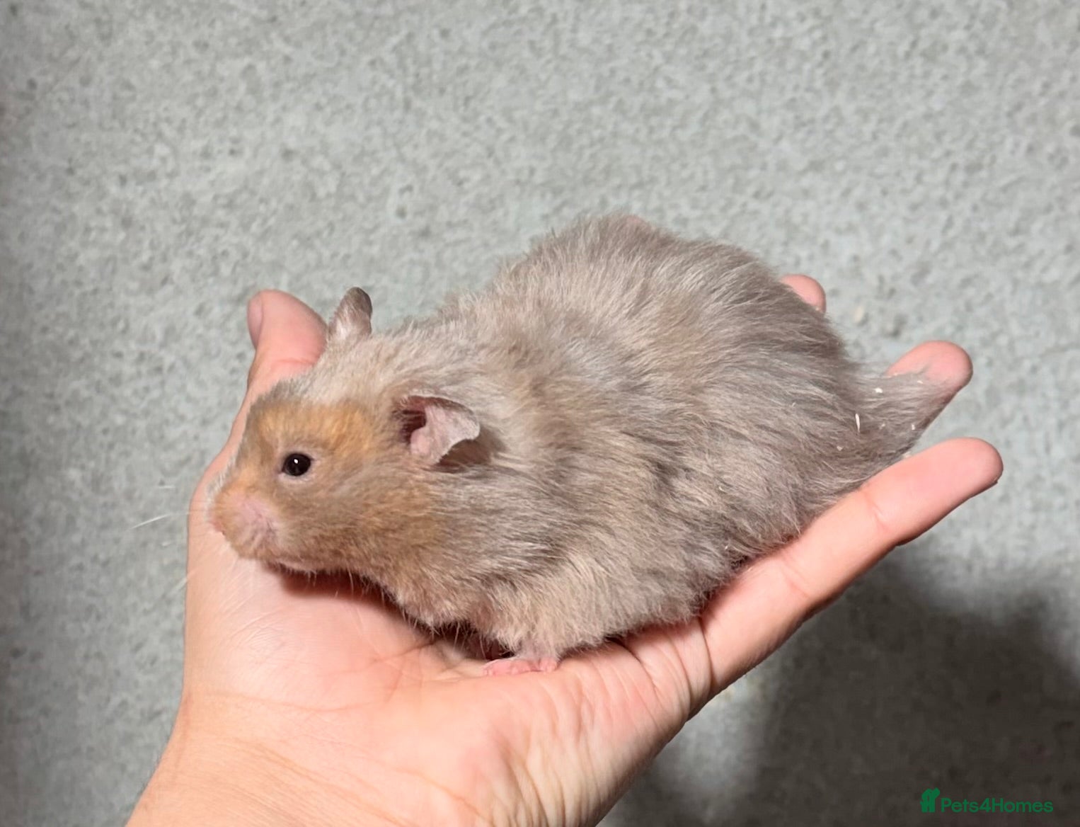 Hamster rodents BABY TAME PEDIGREE SYRIAN HAMSTERS  - Advert 6