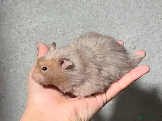 Hamster rodents BABY TAME PEDIGREE SYRIAN HAMSTERS - Advert 6