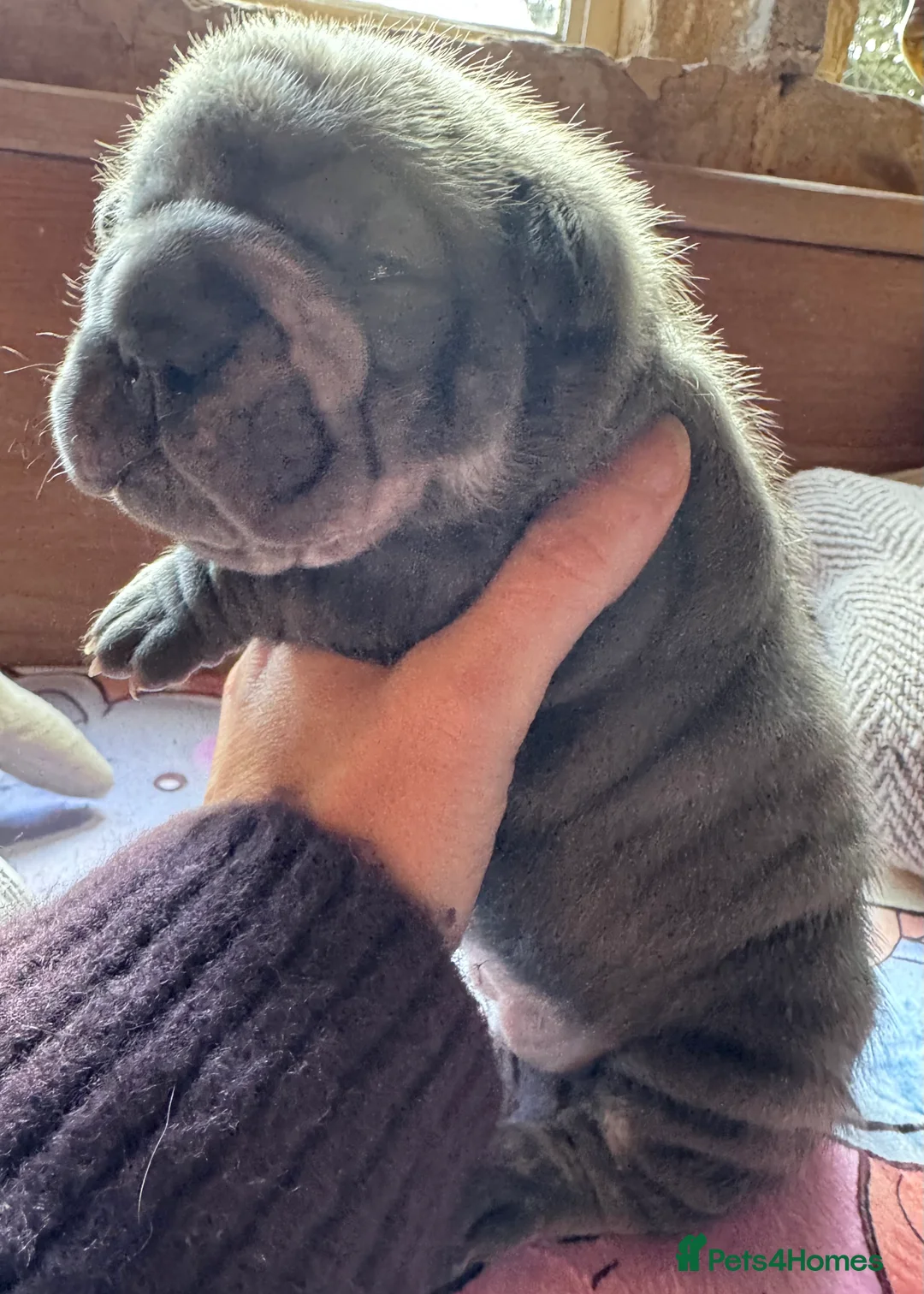 Shar Pei dogs for sale: Stunning Bullpei Puppies (Sharpei/English Bulldog) - Advert 25