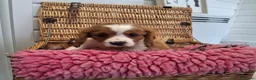Cavalier King Charles Spaniel dogs for sale: Cavalier king charles pups - Advert 3