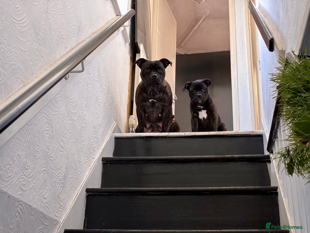 Staffordshire Bull Terrier dogs for sale: Champion bloodlines Kc mother puppy - Advert 10