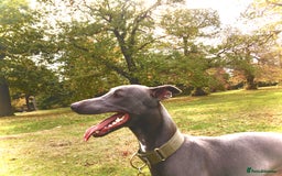 Whippet dogs for stud: Proven KC registered Whippet for Stud in London - Image 5