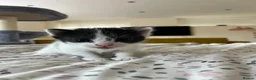 Mixed Breed cats for sale: Gorgeous kittens in Malvern in Malvern - Advert 13