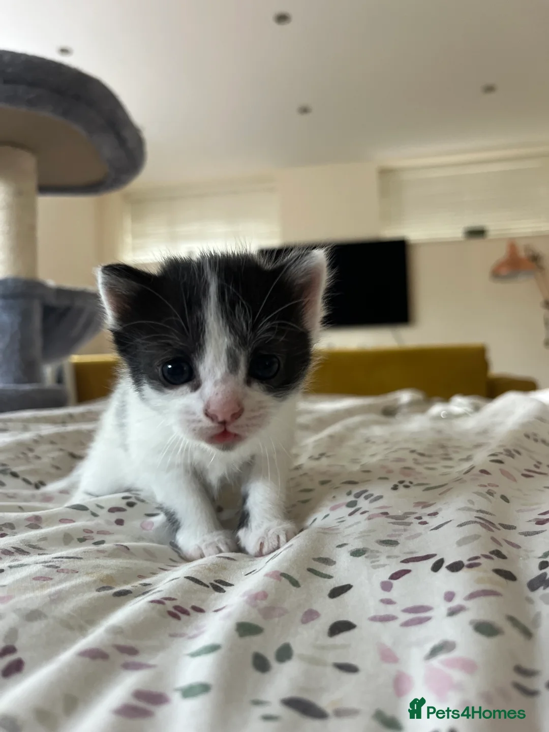 Mixed Breed cats for sale: Gorgeous kittens in Malvern in Malvern - Advert 13