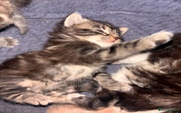 Domestic Shorthair cats for sale: Domestic short hair / long hair  - Image 7
