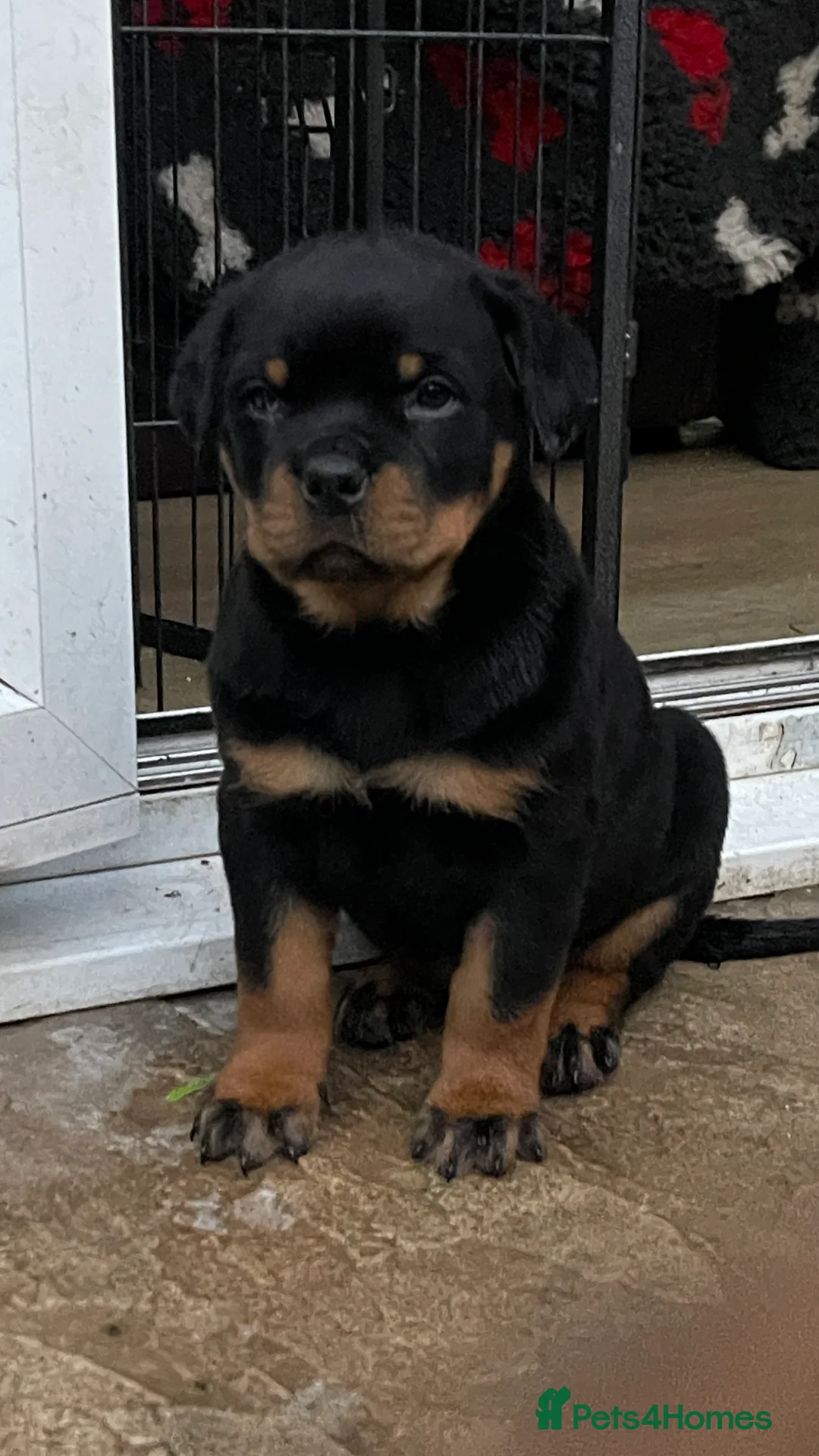 Rottweiler dogs for sale: Champion-Bred Rottweiler Puppies for Loving Homes - Advert 11