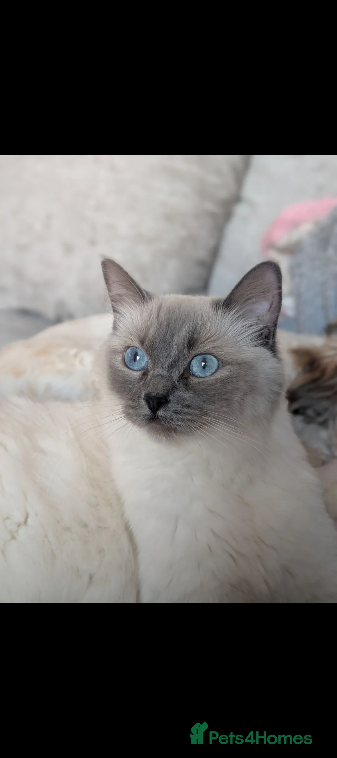 Ragdoll cats for sale: Lilac point female ragdoll - Advert 2