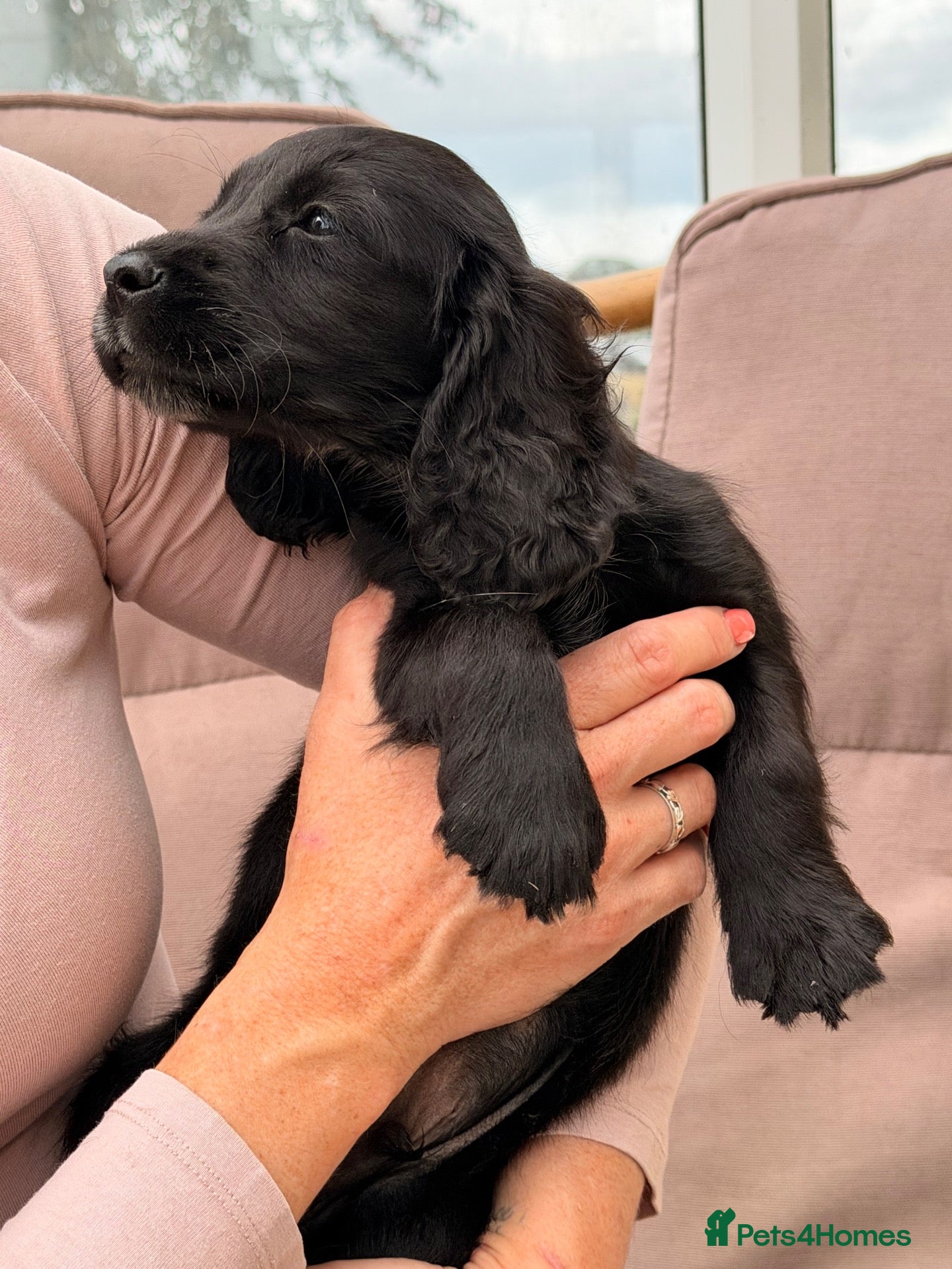 Cocker Spaniel dogs 4 boys left ready now - Advert 10
