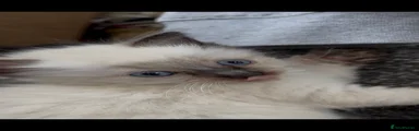 Ragdoll 4