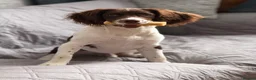 English Springer Spaniel dogs for sale: 🐶 Beautiful 7-Month-Old Springer Spaniel - Advert 1