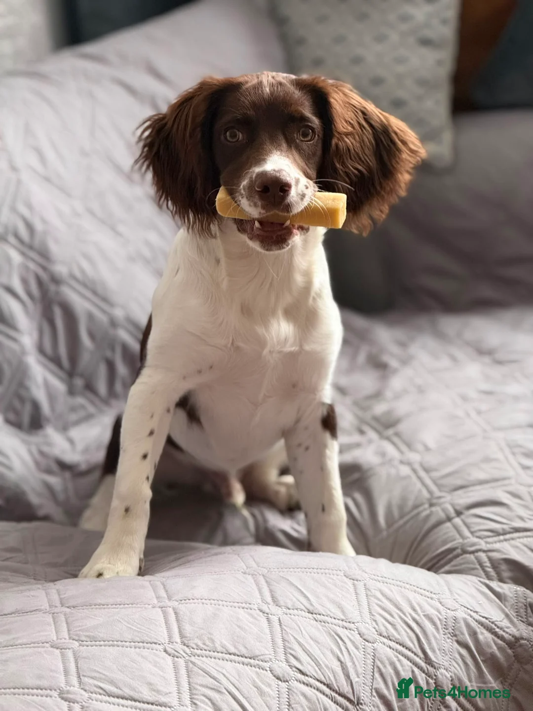 English Springer Spaniel dogs for sale: 🐶 Beautiful 7-Month-Old Springer Spaniel - Advert 1