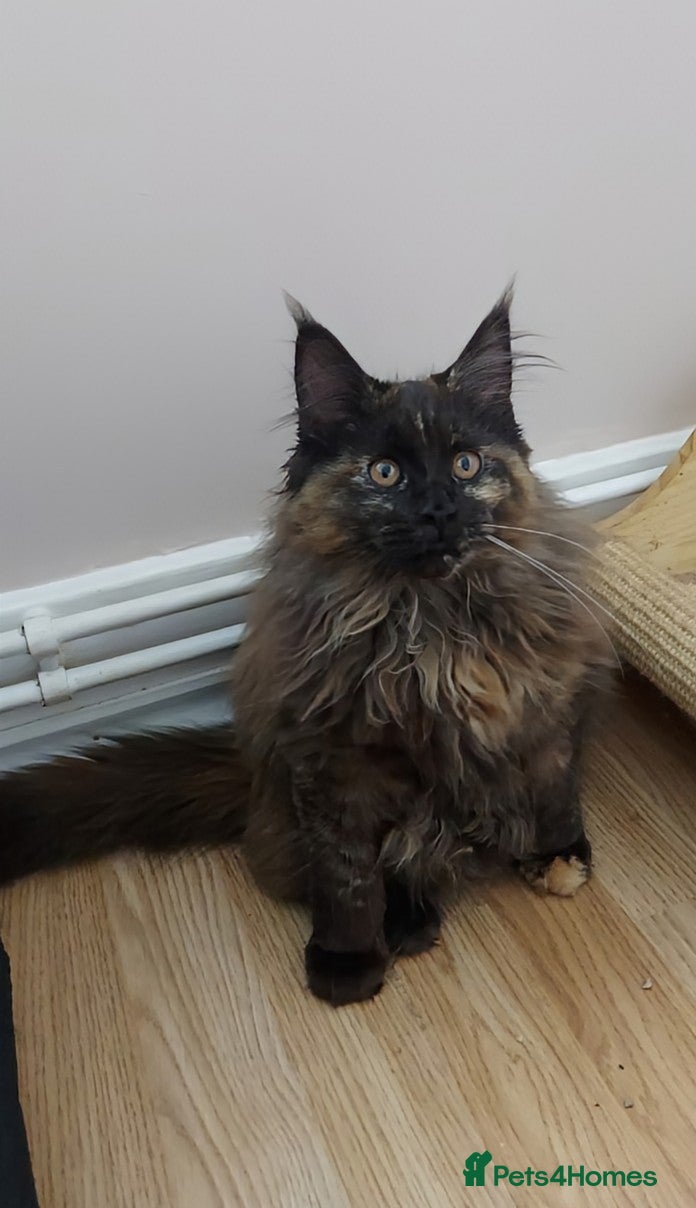 Maine Coon cats LAST GIRL!!!  MAINE COON KITTENS/DNA/GCCF  - Advert 17