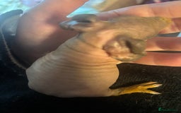 Guinea Pig rodents for sale: * RARE FULL BREED SKINNY PIG BABIES! - Image 2