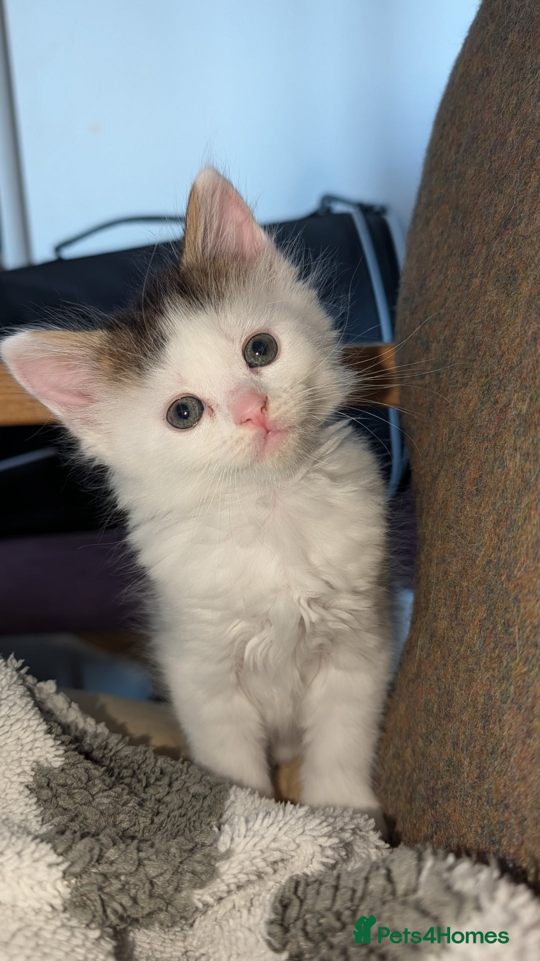 Maine Coon cats for sale: 5 Beautiful Maine Coon kittens available! 😻 - Image 15