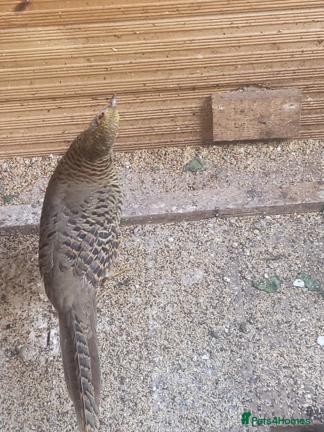 Mixed Breed birds for sale: Pheasants  - Advert 10