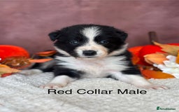 Border Collie dogs for sale: 7 Beautiful Black&White Border Collie Puppies 🐶 - Image 6