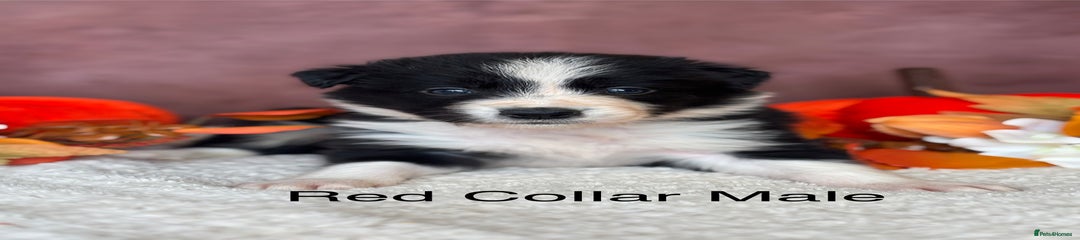 Red Collar Male