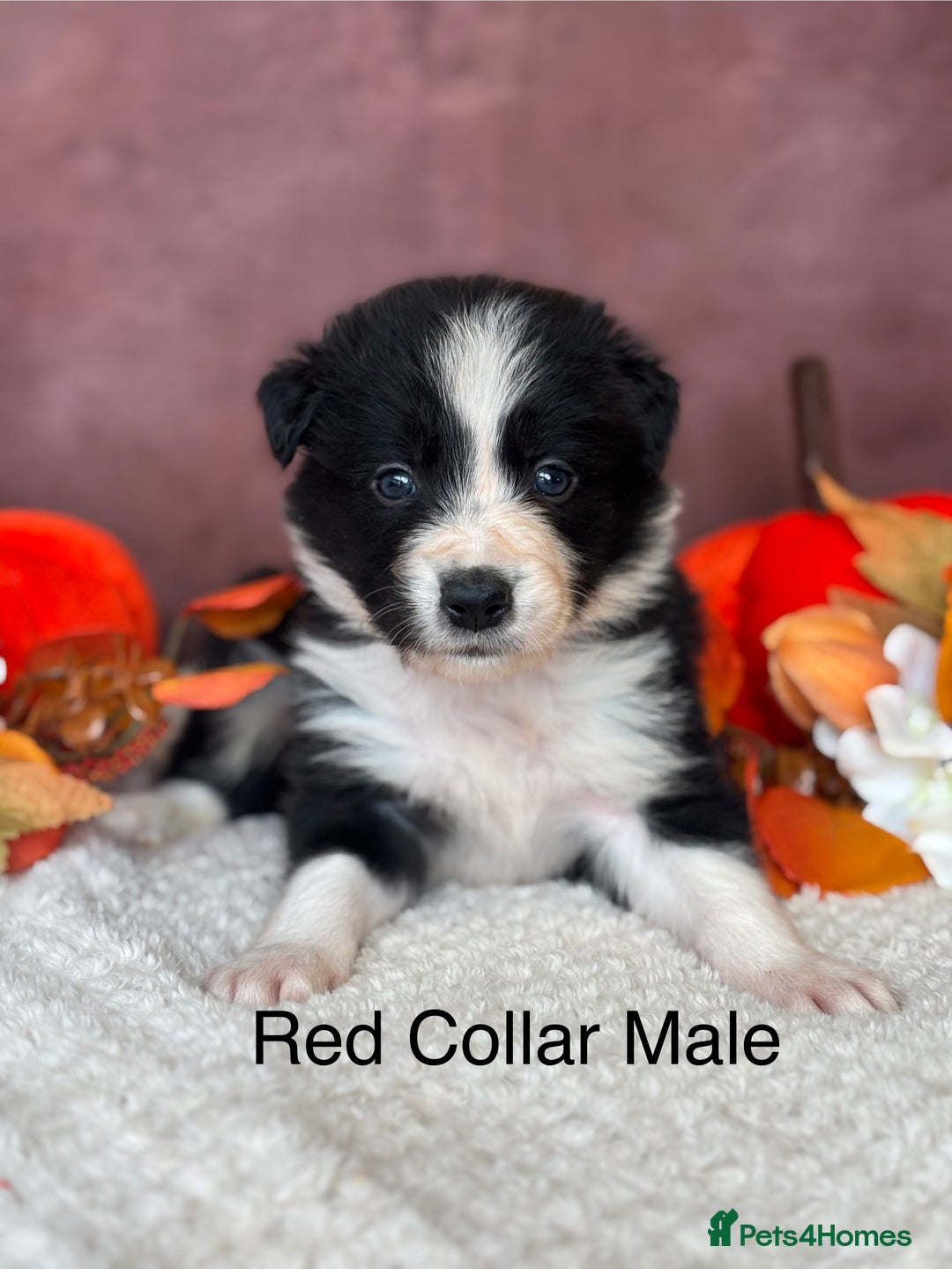 Border Collie dogs for sale: 7 Beautiful Black&White Border Collie Puppies 🐶 - Image 6