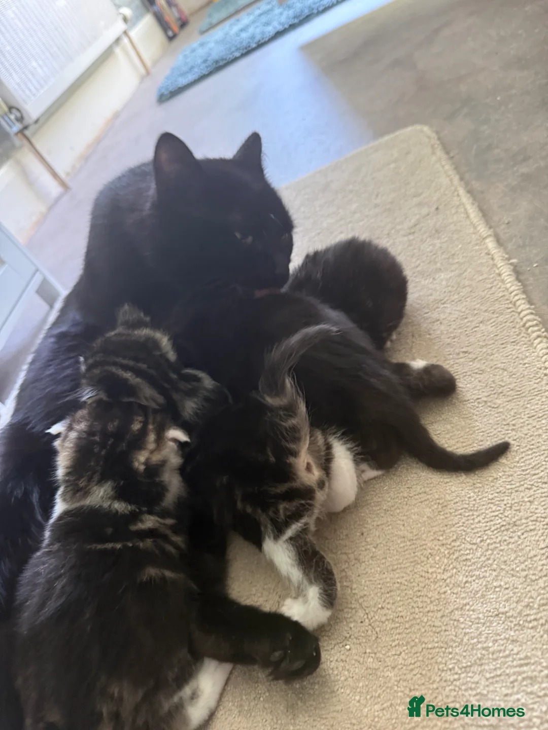 Mixed Breed cats for sale: 4 lovely kittens in Boston - Advert 12