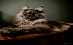 Maine Coon cats for sale: GCCF Maine Coon kittens  - Advert 1