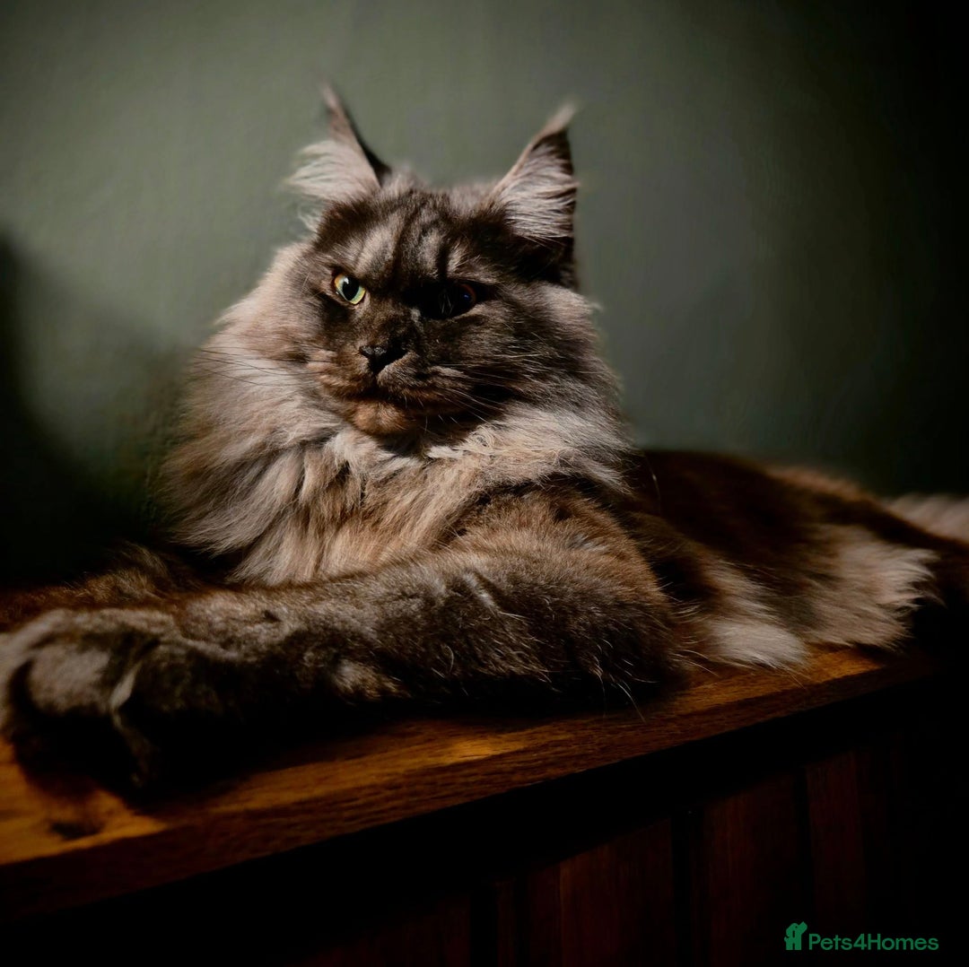 Maine Coon cats for sale: GCCF Maine Coon kittens  - Advert 1