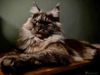 Maine Coon cats GCCF Maine Coon kittens - Advert 1