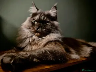 Maine Coon cats GCCF reg Black female available - Advert 15