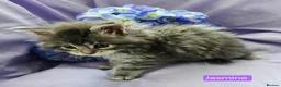 Maine Coon cats for sale: Mainecoons ready now - Advert 25