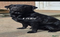 Labrador Retriever dogs for sale: 💫Stunning chocolate and black labrador pups 💫 - Image 34