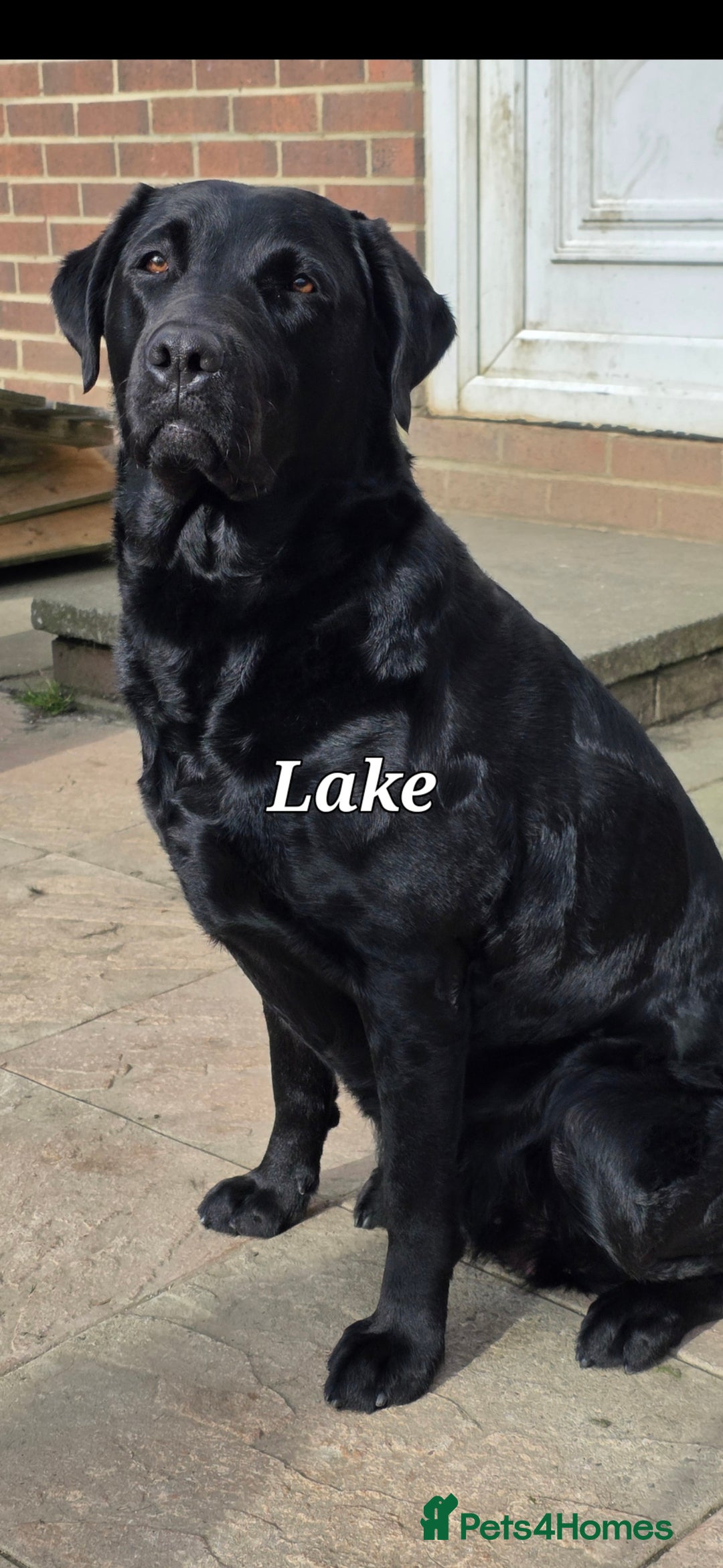 Labrador Retriever dogs for sale: 💫Stunning chocolate and black labrador pups 💫 - Image 34