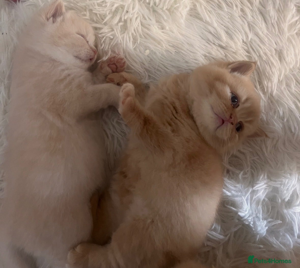 British Shorthair cats 🏆Super rare cream British shorthair kittens🏆 - Advert 18