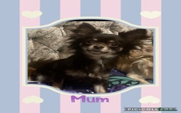 Chihuahua dogs for sale: Beautiful long coat chihuahua girl 🤎💕 - Advert 5