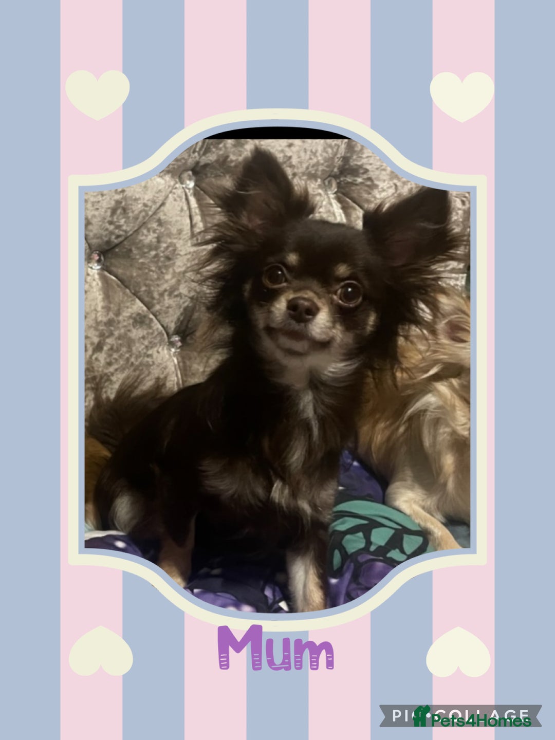Chihuahua dogs for sale: Beautiful long coat chihuahua girl 🤎💕 - Advert 5