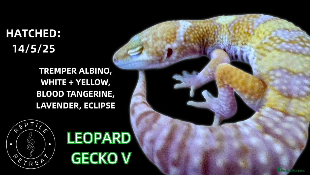Leopard Gecko reptiles for sale: BABY LEOPARD GECKOS!! - Advert 9