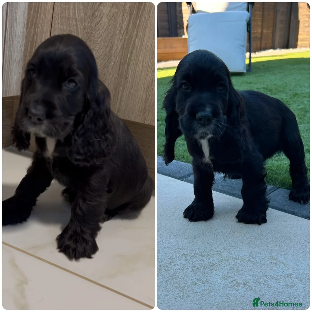 Cocker Spaniel dogs for sale: 1 STUNNING KC SHOW COCKER AVAILABLE  - Advert 16