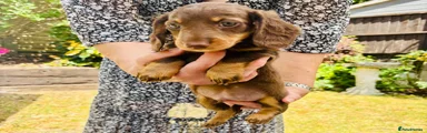 Miniature Dachshund Boy 2