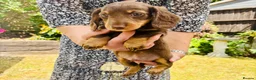 Miniature Dachshund dogs for sale: 8BEAUTIFUL RKC Registered Pups Miniature Dachshund - Advert 8