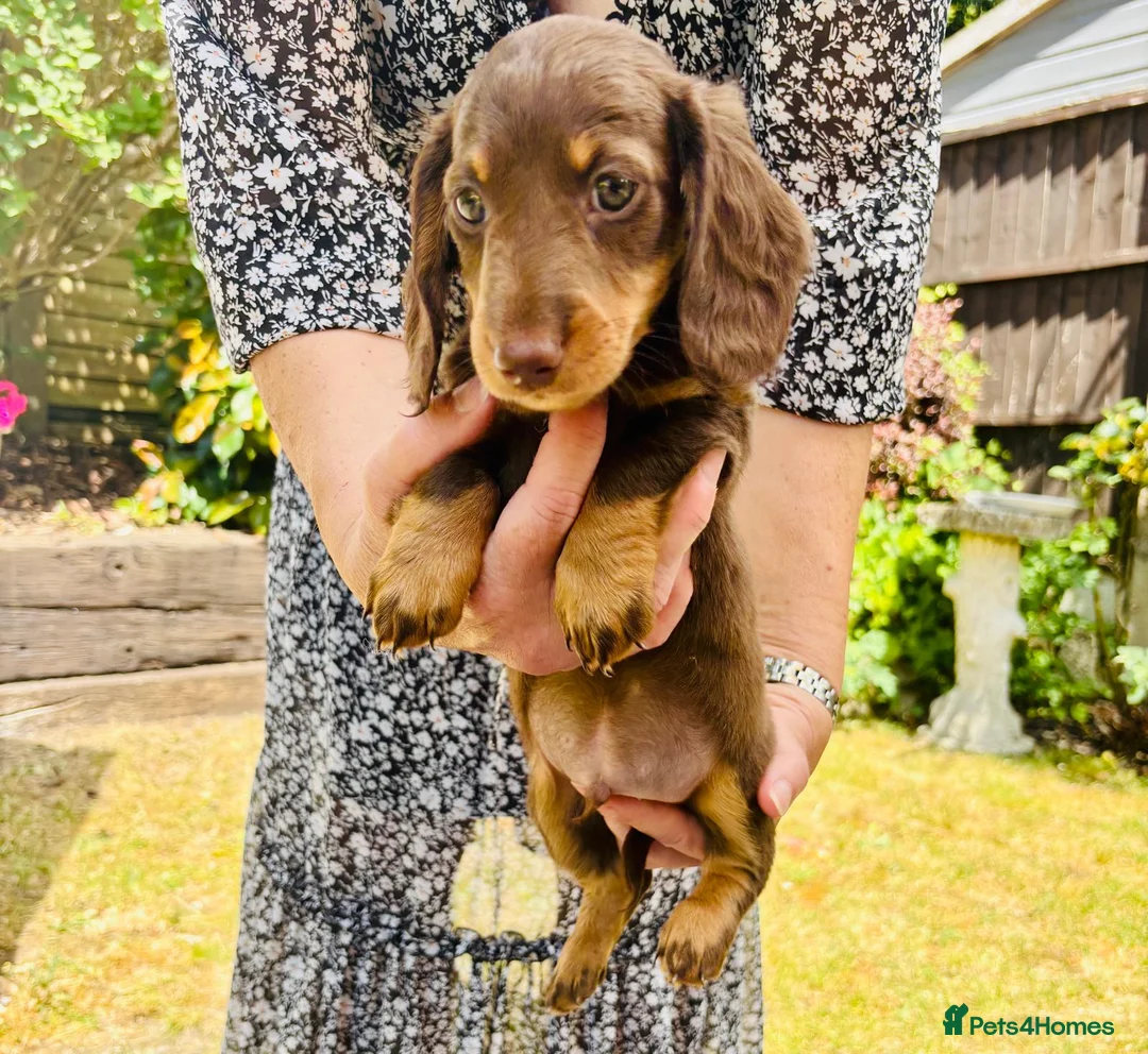 Dachshund dogs for sale:  LAST 3 Unique Dachshund Miniature KC Pups - Advert 32