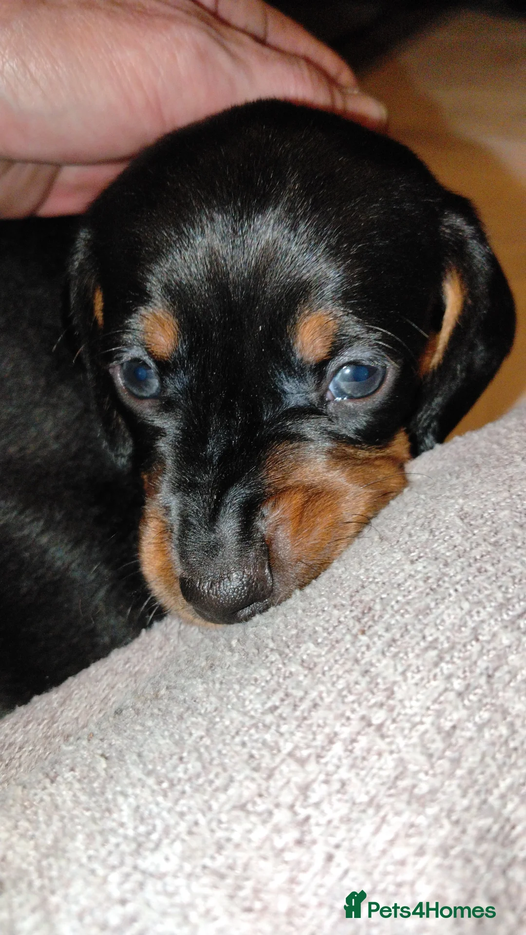 Dachshund dogs for sale: Dachshund Wire and Smooth  - Advert 4