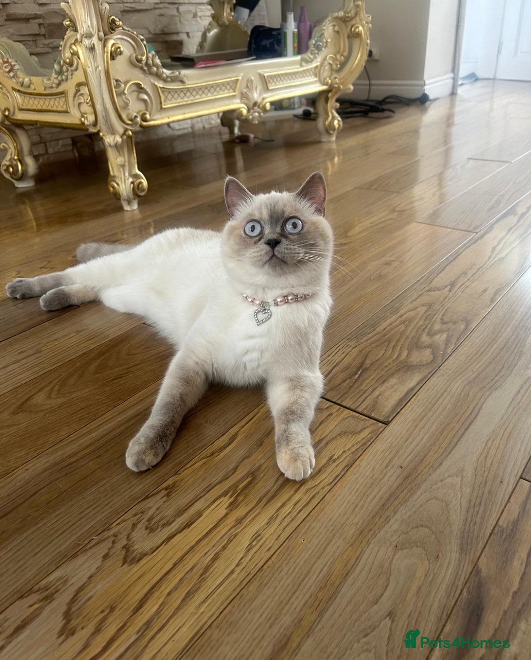 British Shorthair cats for sale: GCCF BRITISH SHORTHAIR KITTENS - Advert 12