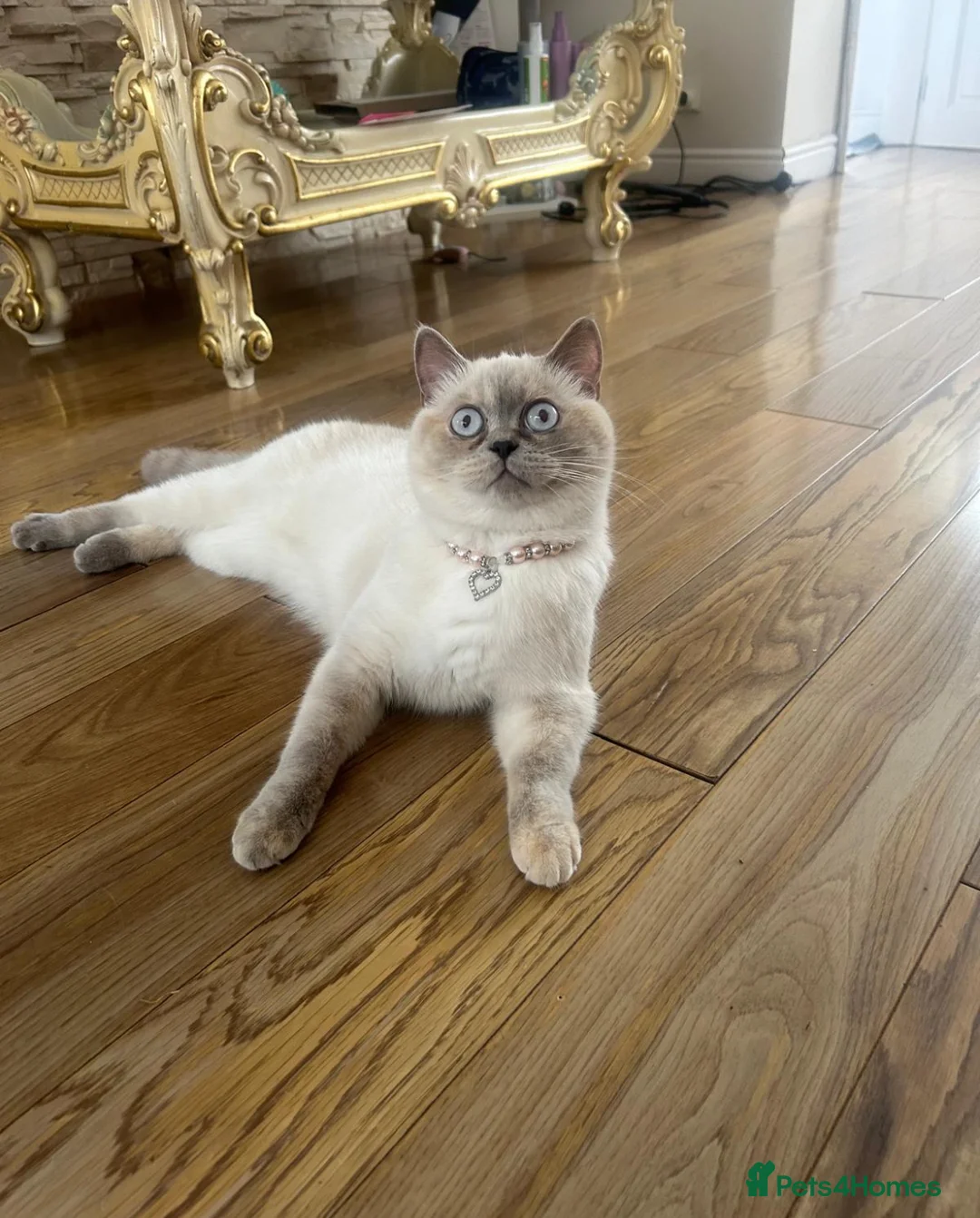 British Shorthair cats for sale: GCCF BRITISH SHORTHAIRS ALL RESERVED - Advert 19