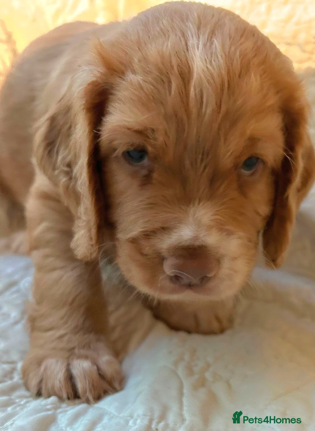 Cocker Spaniel dogs for sale: HEALTH CHECKED KC REG WORKING COCKER SPANIELS  - Advert 23