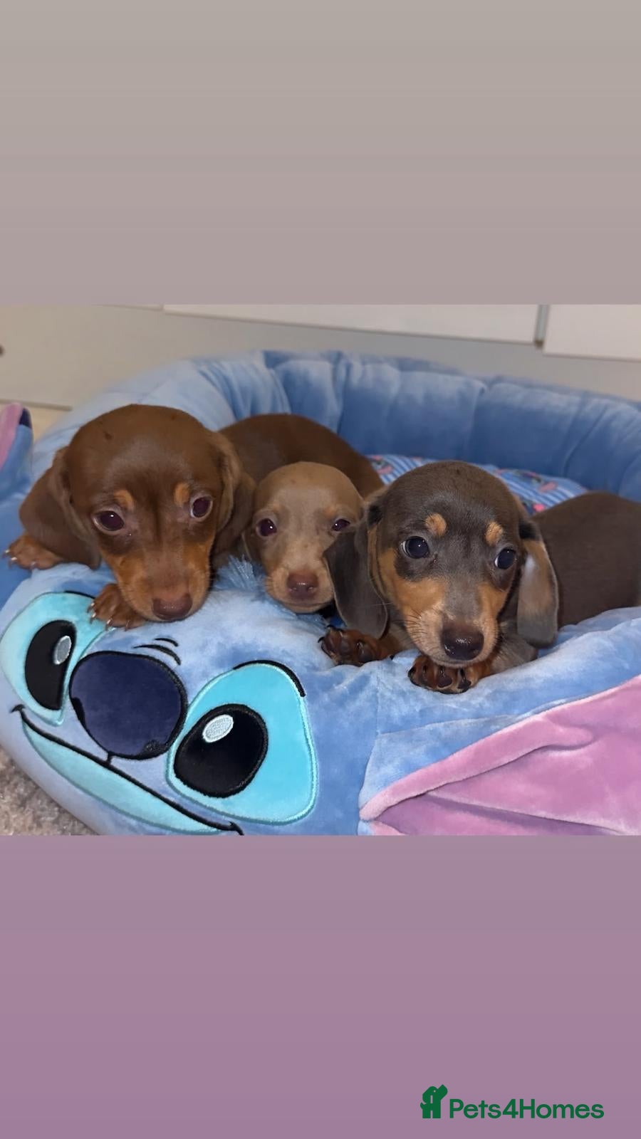 Miniature Dachshund dogs Miniature Dachshund Puppies  - Advert 1