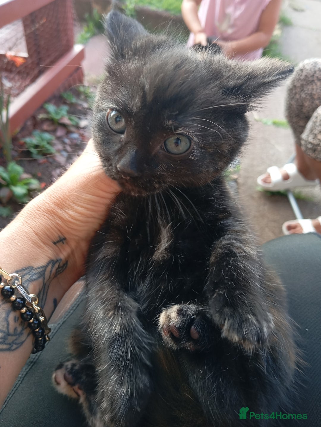 European cats for sale: Kitten  - Image 11