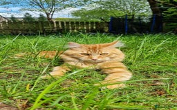 Siberian cats for stud: Handsome Siberian cat for stud in Glasgow westend - Image 2