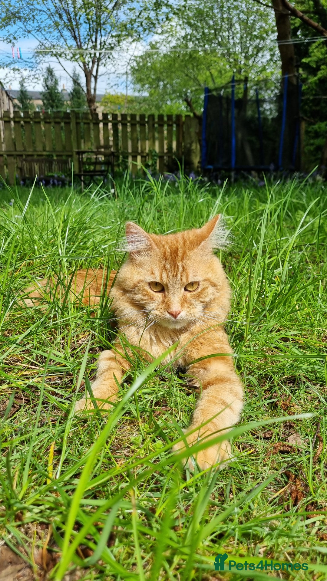 Siberian cats for stud: Handsome Siberian cat for stud in Glasgow westend - Image 2