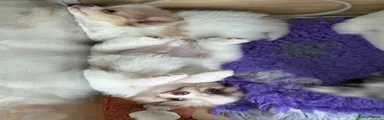 Pomchi 1