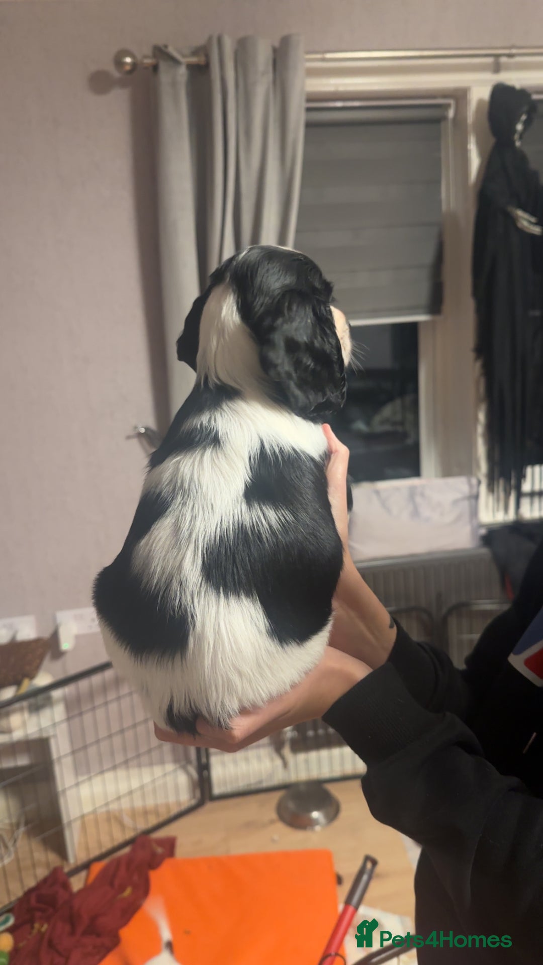 Cocker Spaniel dogs for sale: Cocker spaniel puppies  - Advert 17