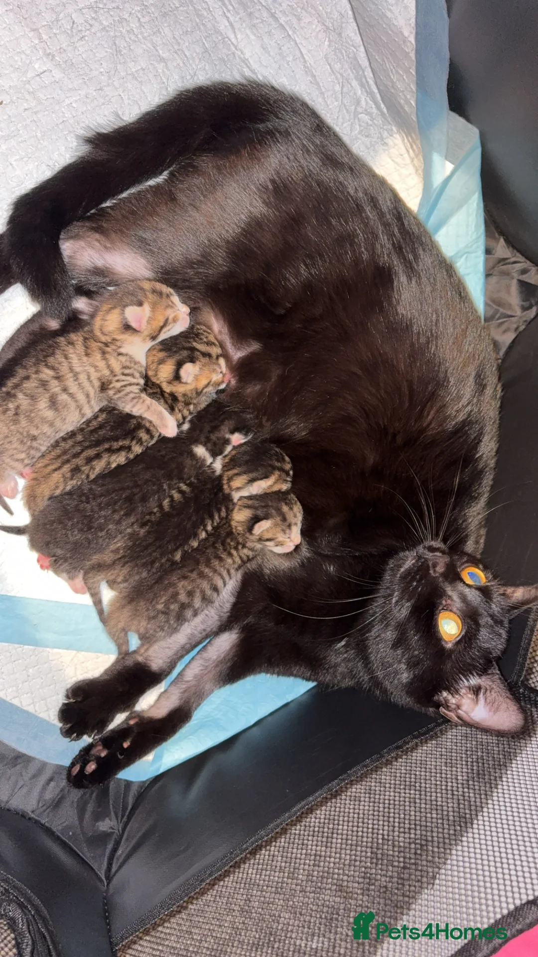 Mixed Breed cats for sale: Kittens  in Bradford - Advert 1