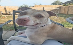 American Bulldog dogs for sale: Home needed Asap - Image 1